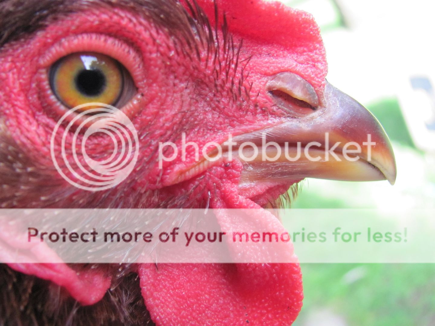 Chickens013.jpg