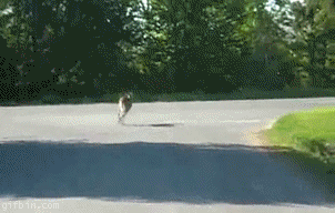 deerJump.gif