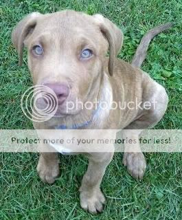 Rudy_12wks.jpg