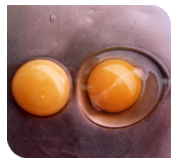 02%20Watery%20albumin%20of%20egg.png