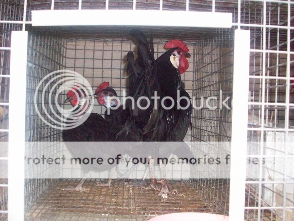 chickens071.jpg