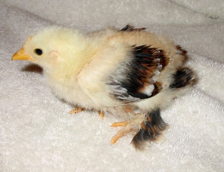 0amilliechick.jpg