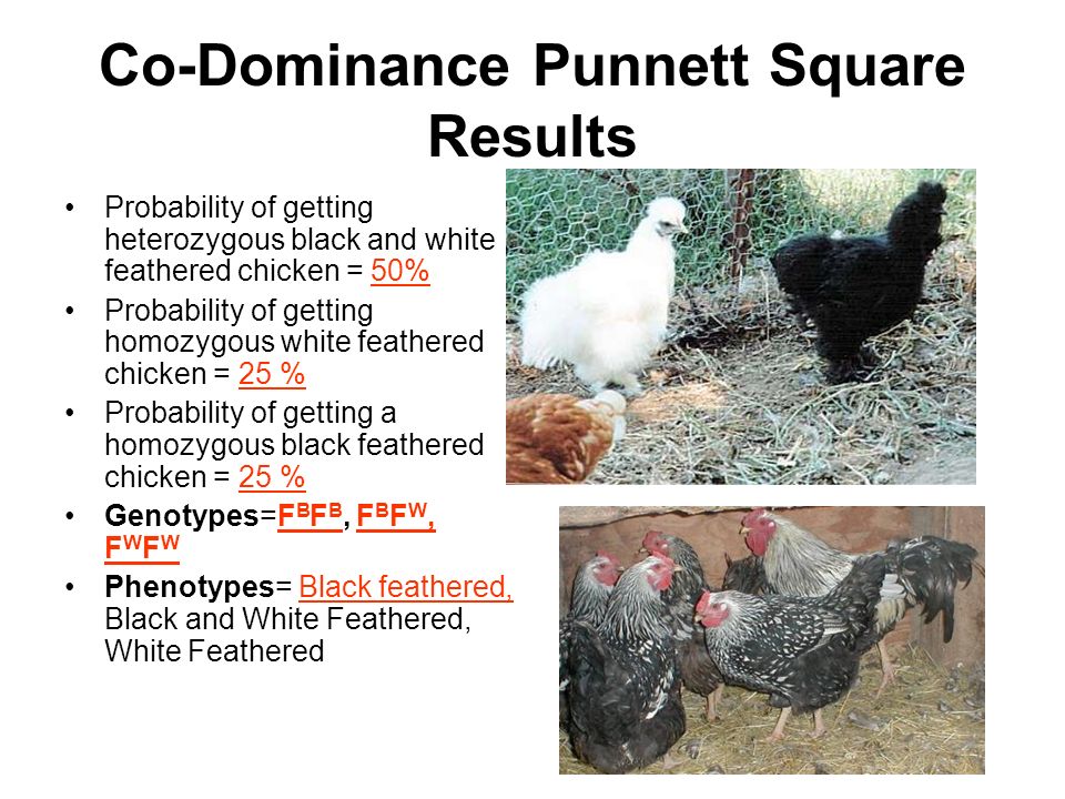 Co-Dominance+Punnett+Square+Results.jpg