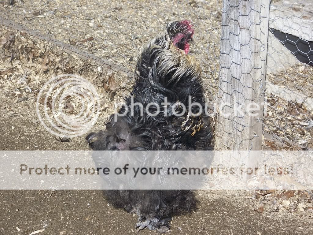 hens020.jpg