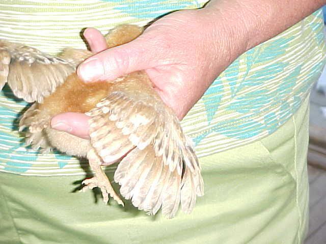 OneWeekWingSpan6-20-08.jpg