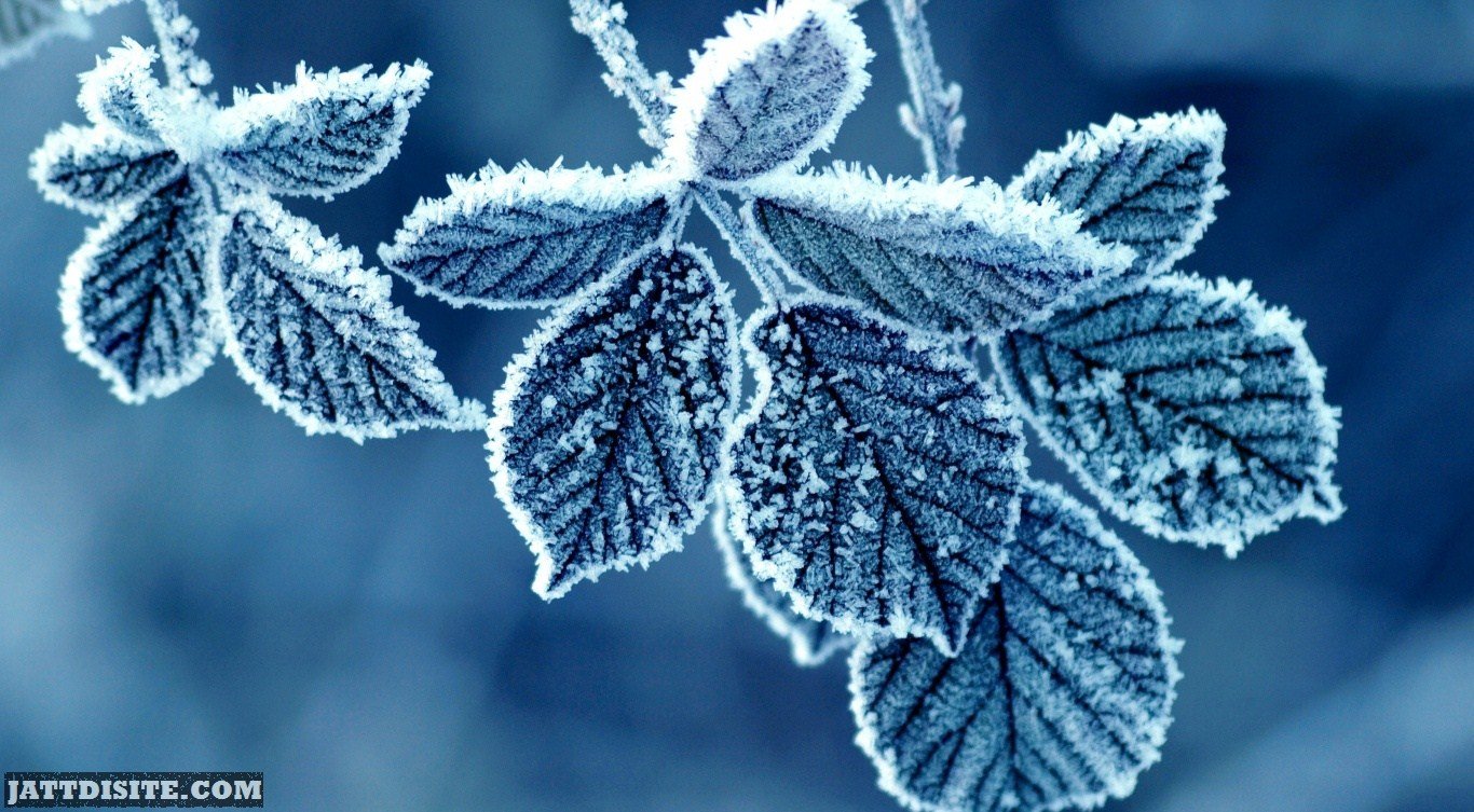 Frozen-Leafs-In-Winter.jpg