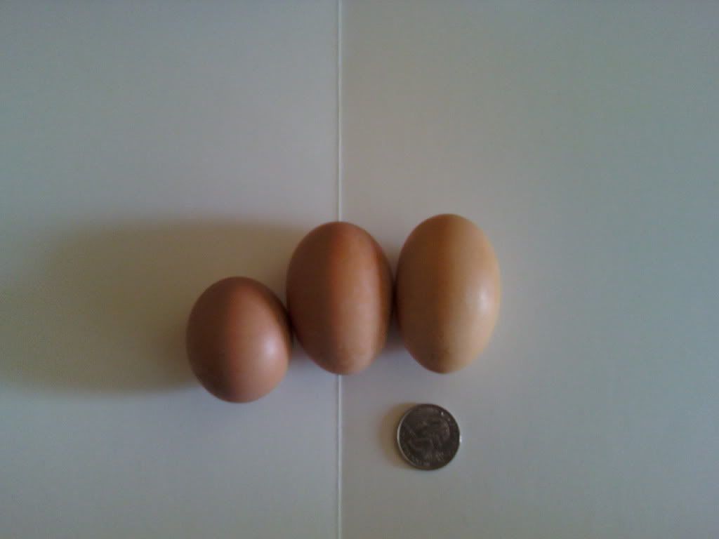 0806001137.jpg