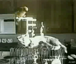 abd-89.gif