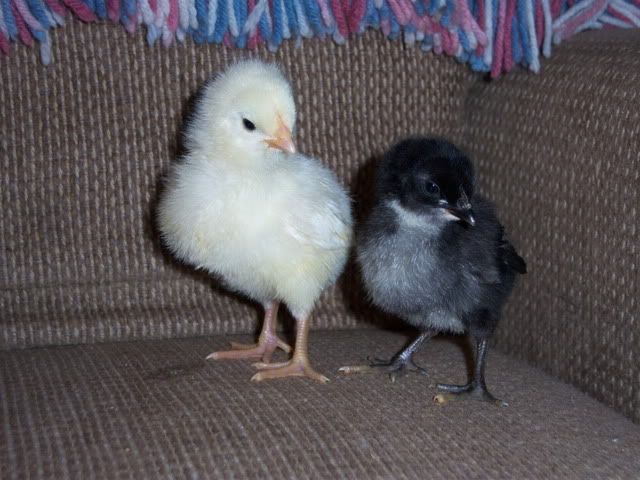 FuzzyButts050.jpg