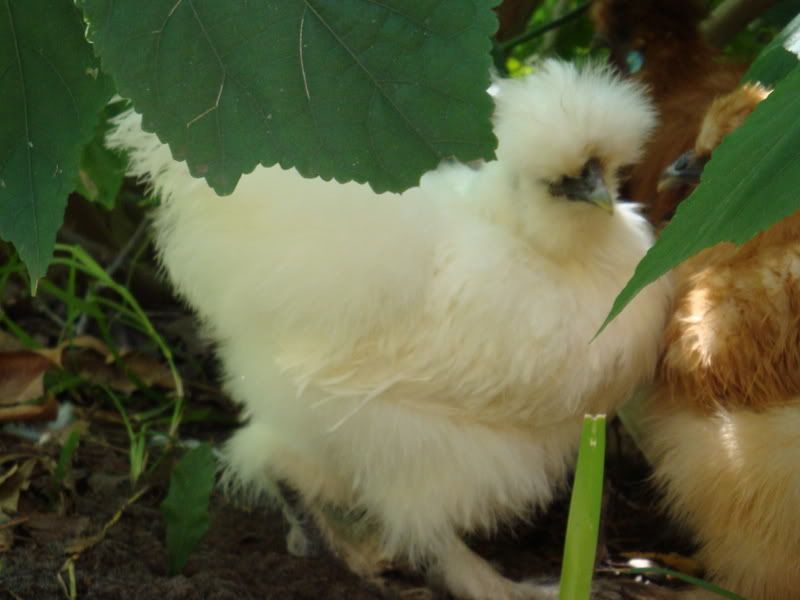 silkie002.jpg