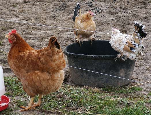 chickens.jpg