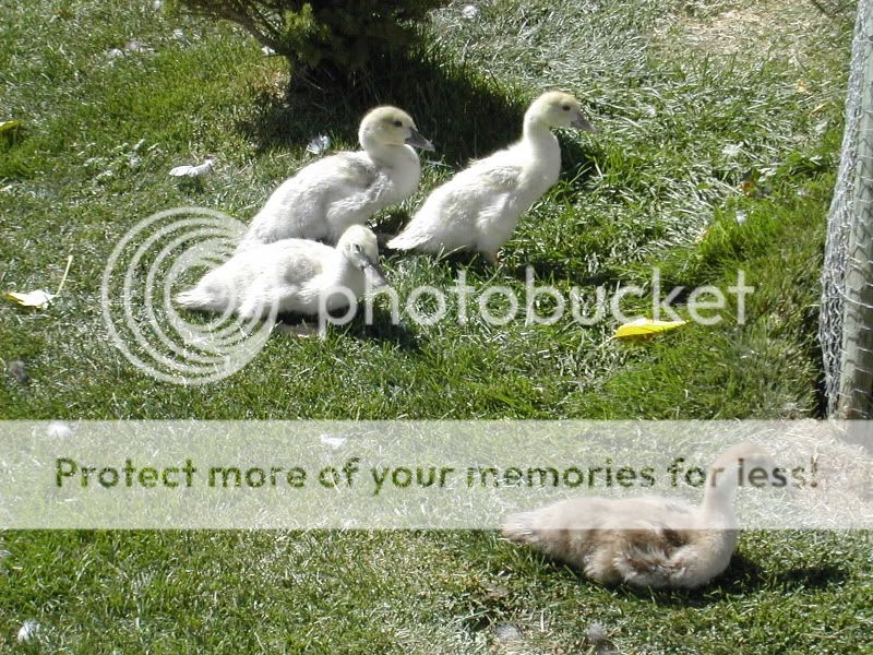 DSCN4739.jpg