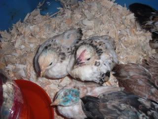 SecondBatchofChicks-7-22-09012.jpg