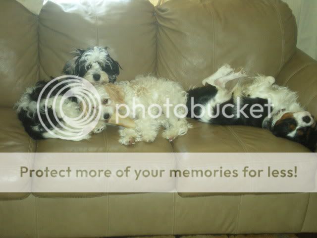 puppiesweek2001.jpg