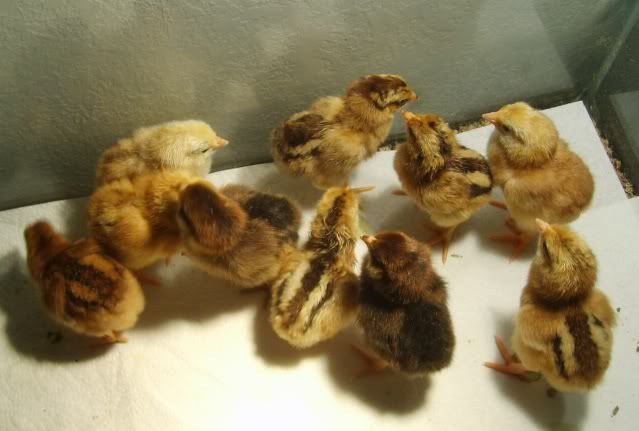 babychicks016-1.jpg