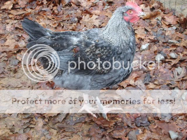 1-21-10flock005.jpg