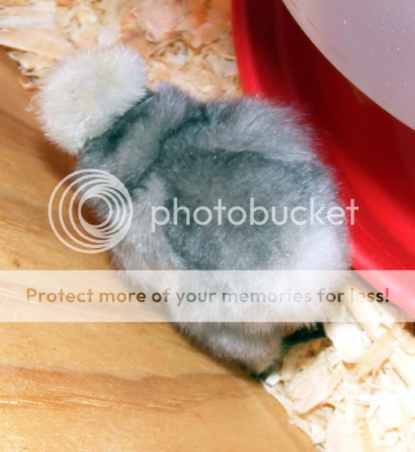 chicks003-1.jpg