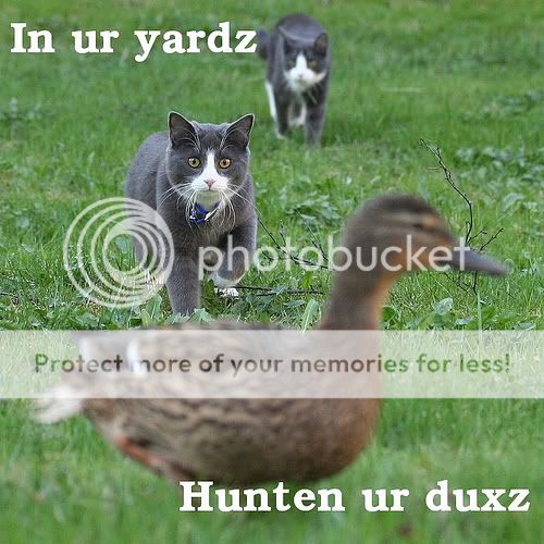 duckhunting.jpg