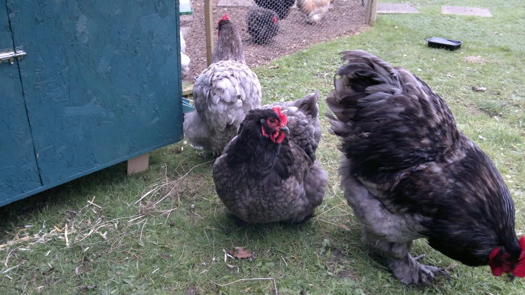 Chickens004.jpg
