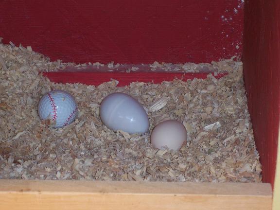 eggs1.jpg