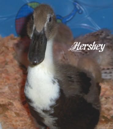 Hershey4wks-1.jpg