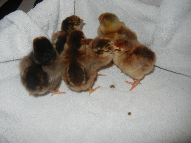 200x200px-ZC-6be3938d_38176_chicks_121.jpeg