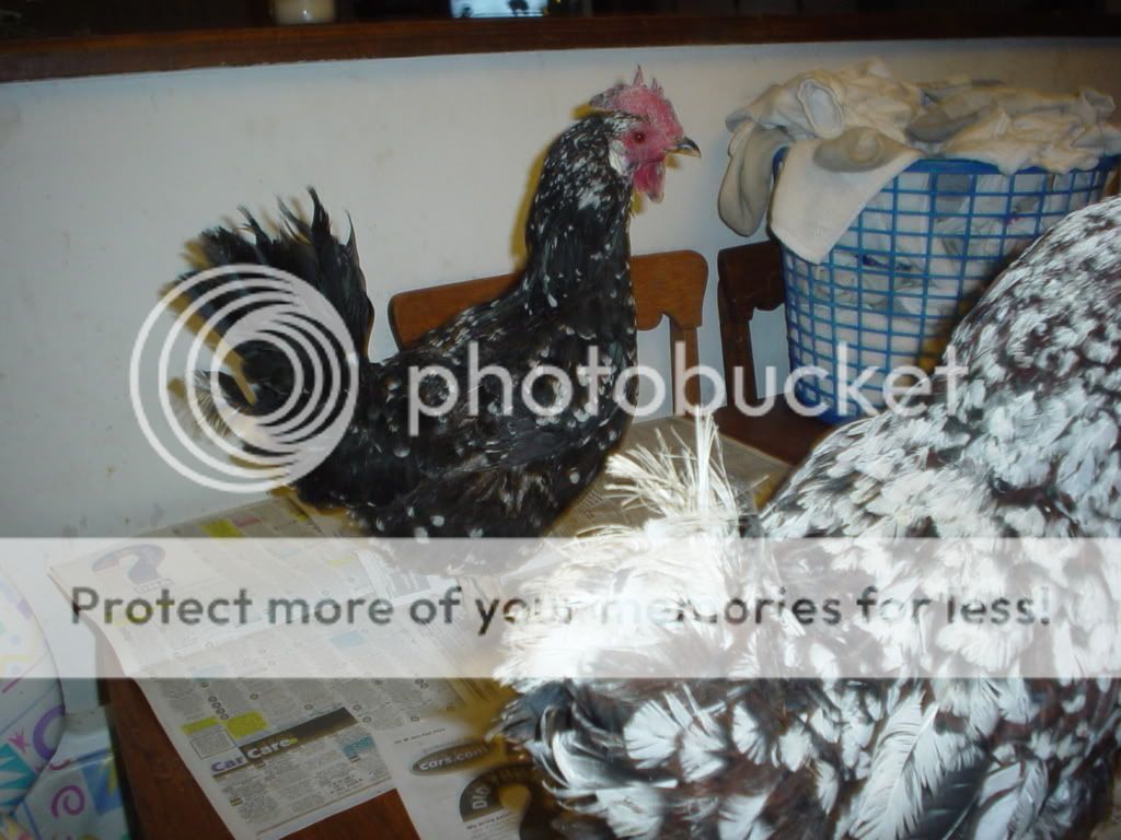 moredamnchickens006.jpg