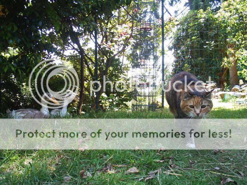 miscpets003.jpg
