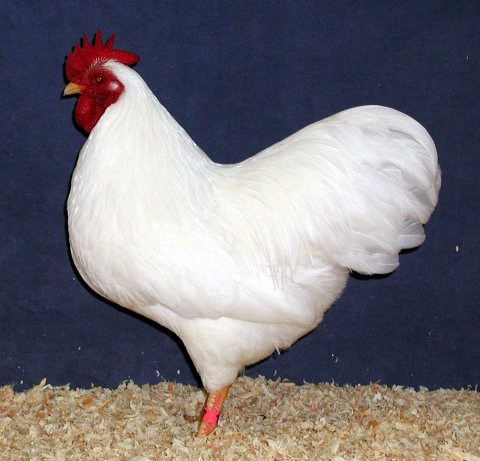 WhitePlymouthRockBantammale.jpg