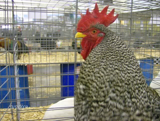 StocktonShow1-12-08007.jpg