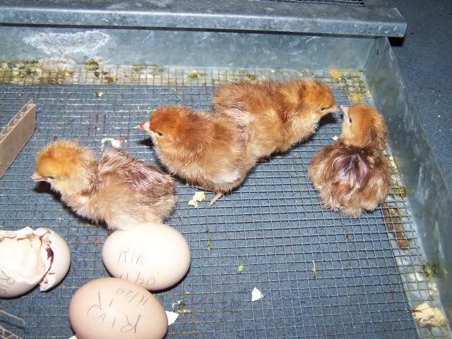 chicken017.jpg