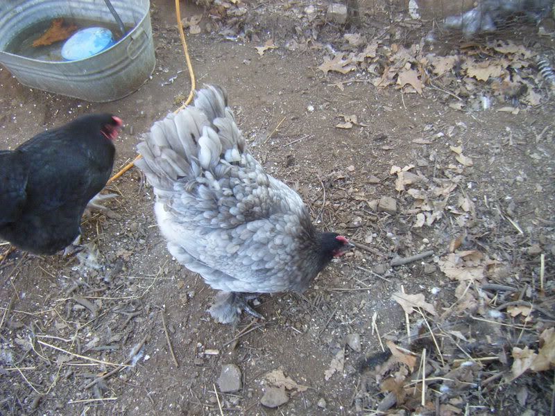 Chickens275.jpg