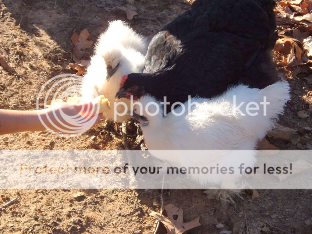 DSCF8029.jpg
