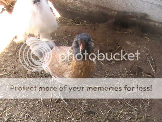 PIC_0096.jpg