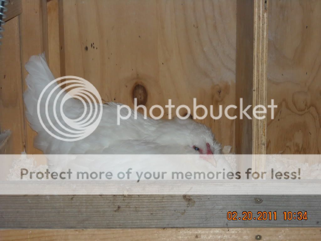 myflockinFeb013-1.jpg