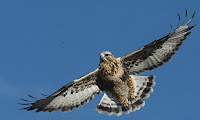 hawk.jpg