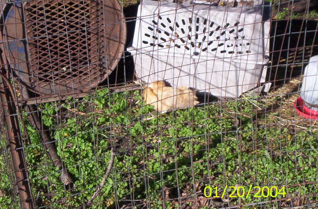 animals286.jpg