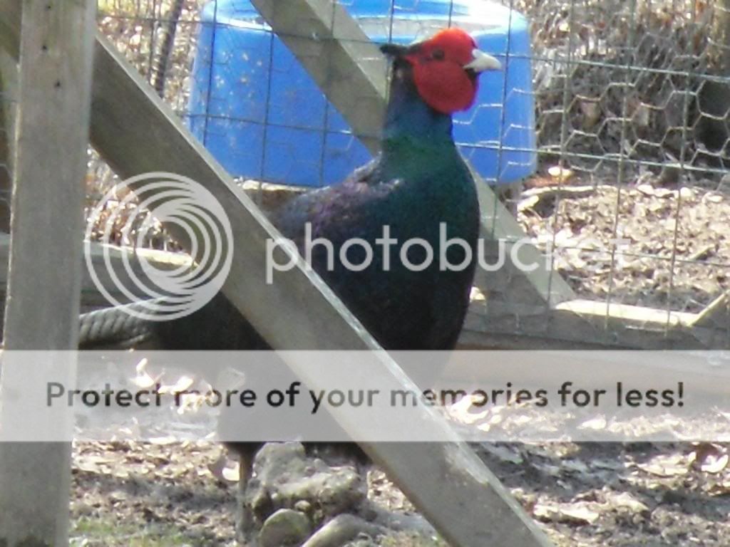 lavenderpheasant037.jpg
