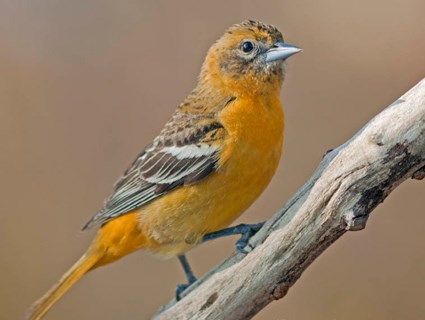 baltimore_oriole_8.jpg