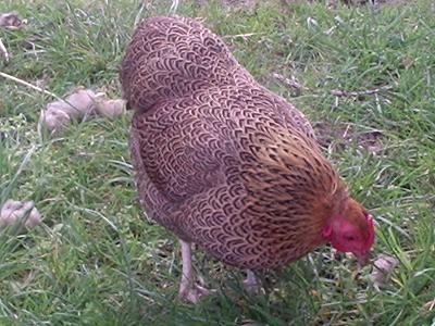 maccas_partridge_wyandotte_hen.JPG