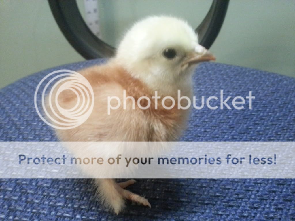 20130320_184925_zps1f59713f.jpg
