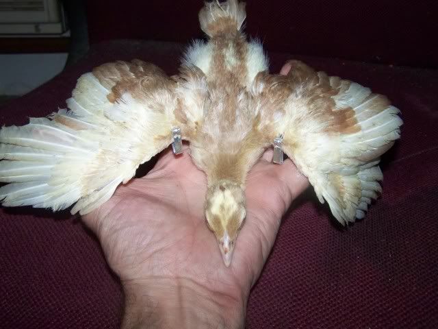 peachicks040.jpg
