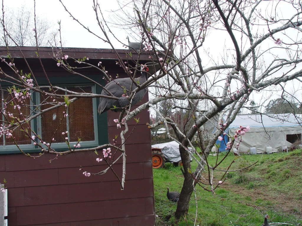 heyguysicanseemyhouse.jpg