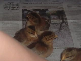 chicks005.jpg