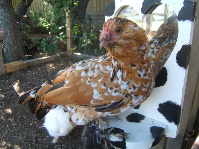 chickens063.jpg