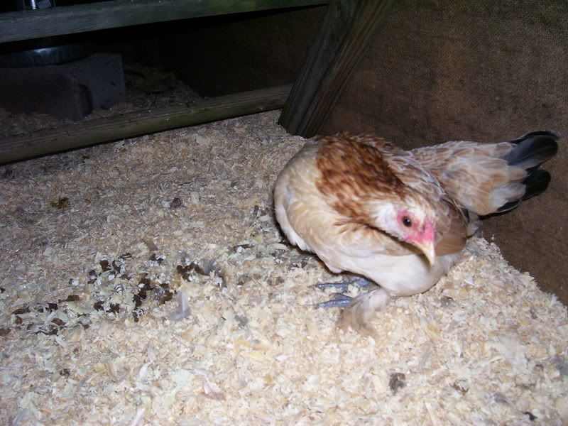 Chicks032-1.jpg