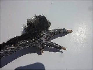 featheredshanks1.jpg