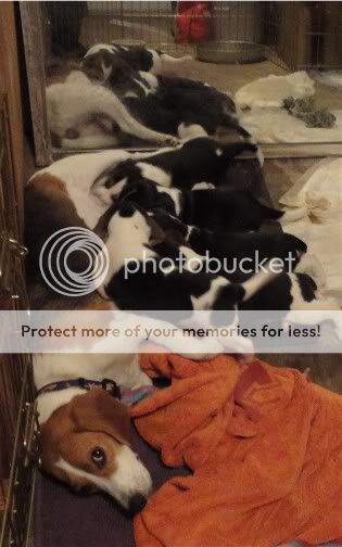 5weels-Annienursingpups.jpg