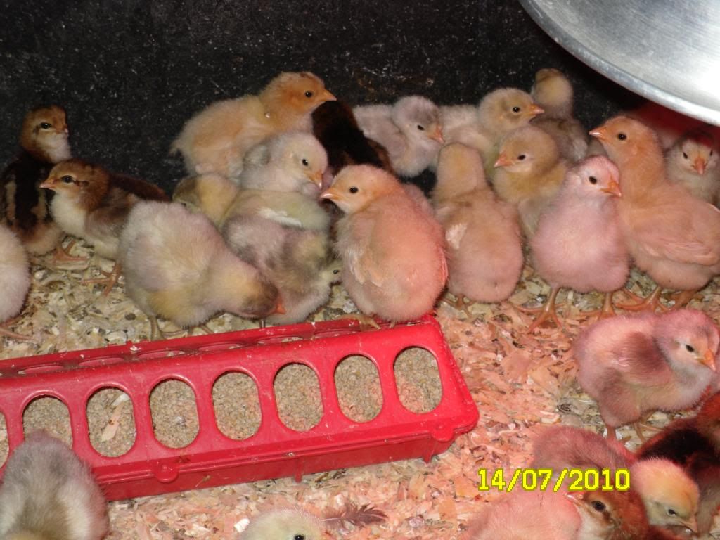 orpchicks006.jpg