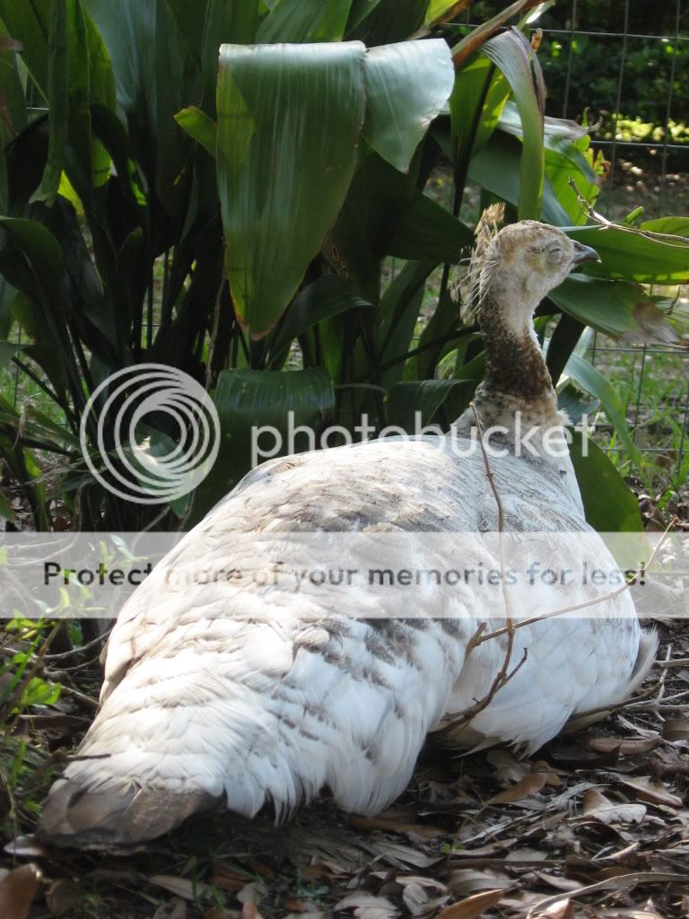 Sleepingontheplants.jpg